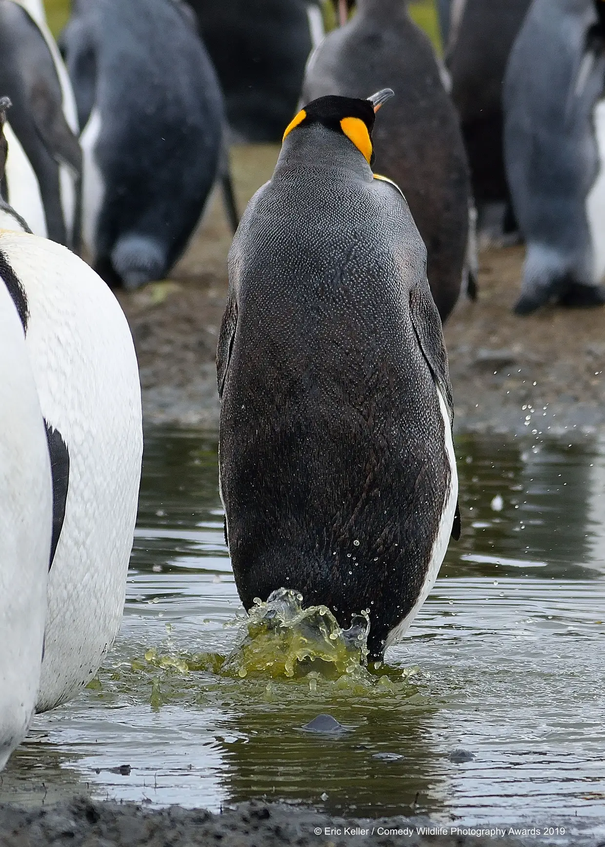 "Pode ser que ninguém repare...", pensa o pinguim enquanto abana rapidamente a cauda