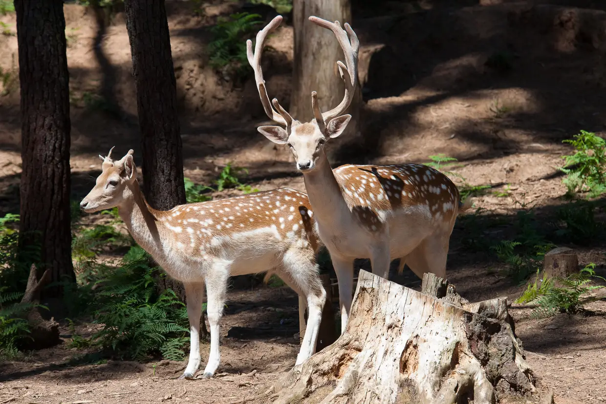 O Parque Biológico da serra da Lousã é dedicado às espécies autóctones nacionais, como linces, veados e lobos