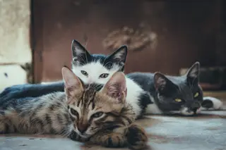 Os animais ou o ambiente?