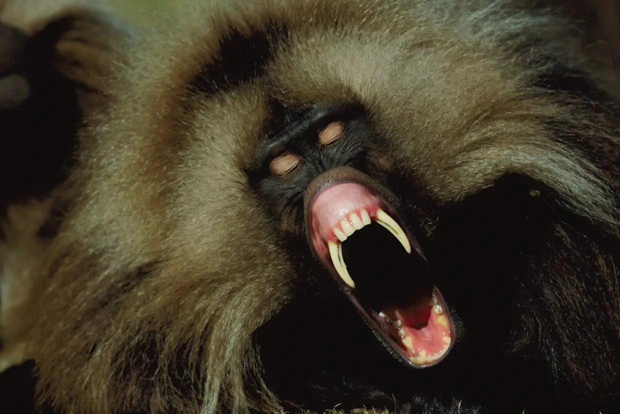 Parque Nacional do Simien, Etiópia, 2002.Um babuíno-gelada, que normalmente gosta de passear pelas pastagens da Etiópia, mostra as presas