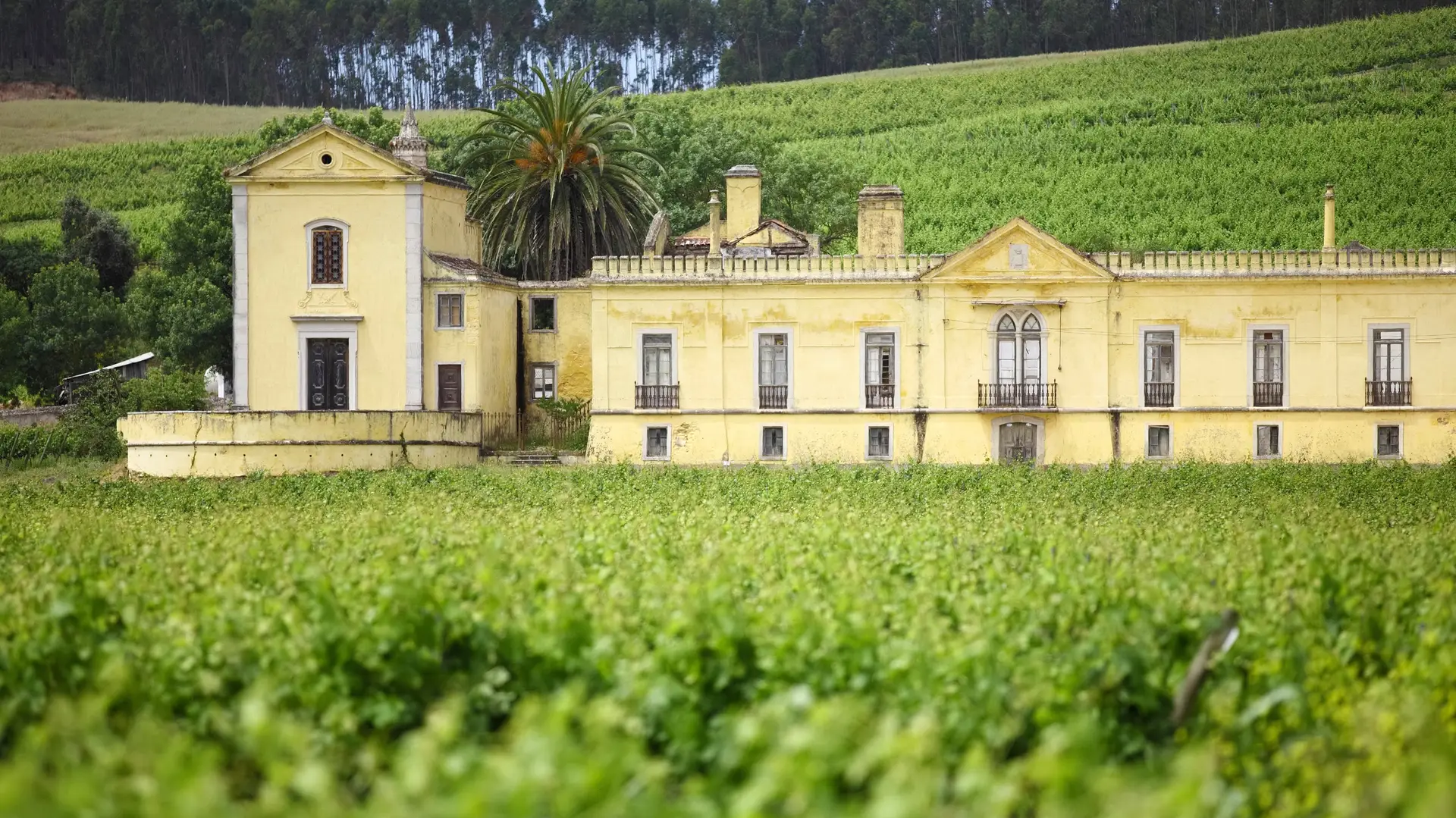 Boa Cama Boa Mesa na SIC Notícias: Os Vinhos de Lisboa, a partir da Quinta do Gradil