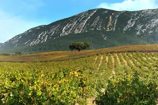 Grátis com o Expresso: À Mesa com Vinhos da Península de Setúbal