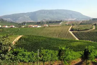 Expresso oferece guia da região dos Vinhos de Lisboa