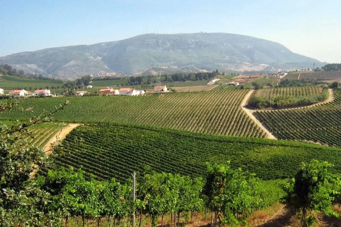 Enoturismo: 10 quintas a não perder na região dos Vinhos de Lisboa