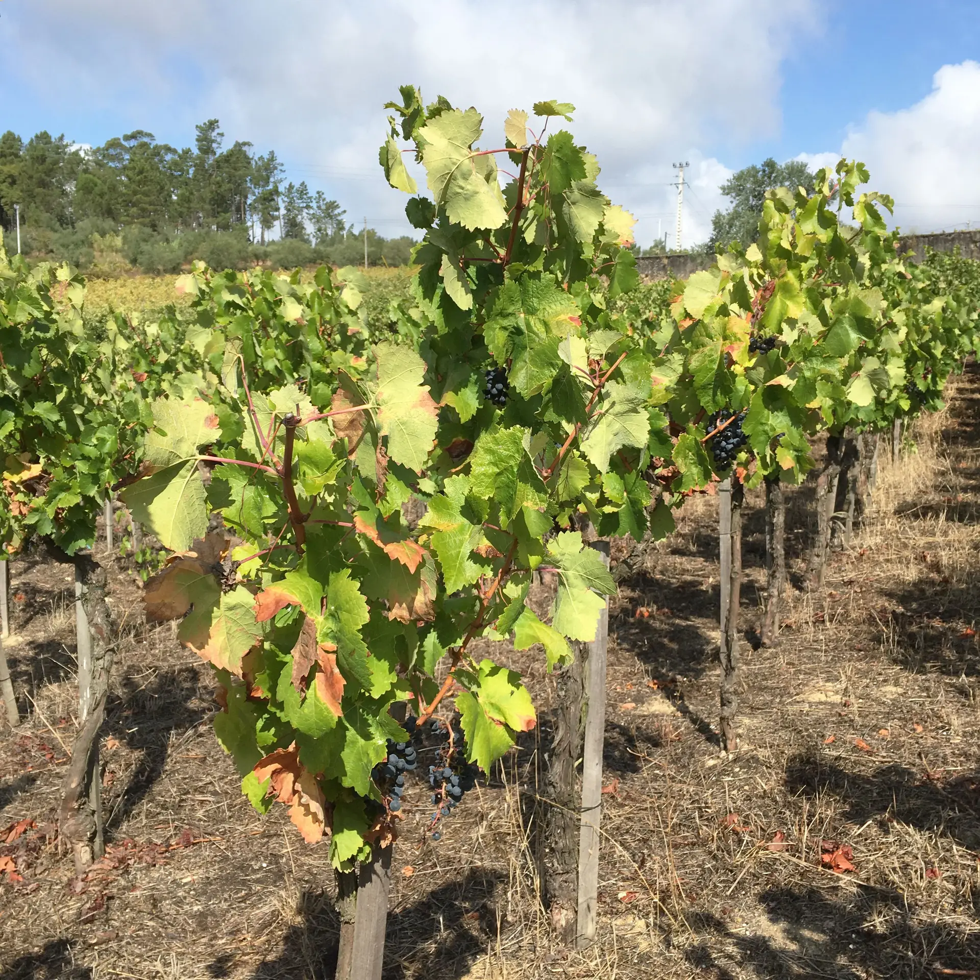 Vinho Medieval de Ourém: Património nacional com 800 anos de história