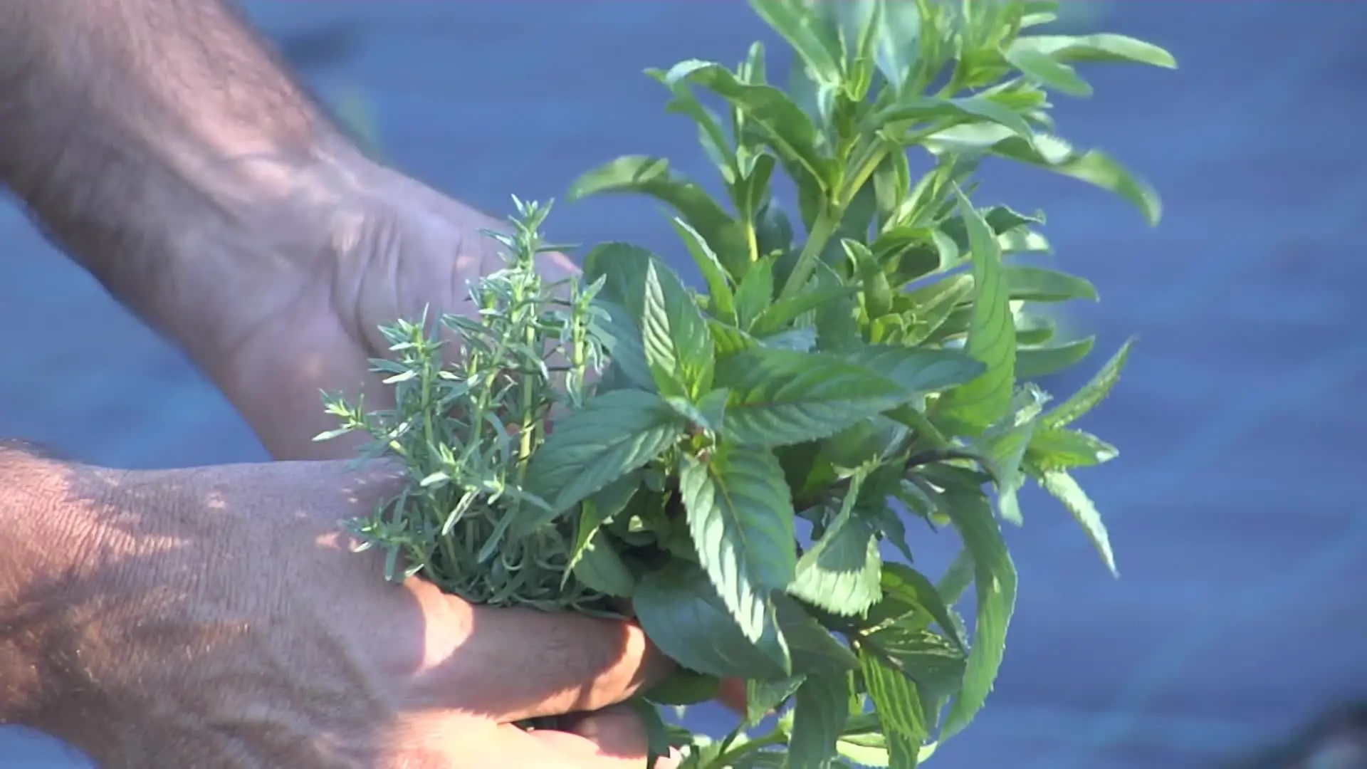 Serra do Montemuro: à descoberta de infusões e condimentos biológicos