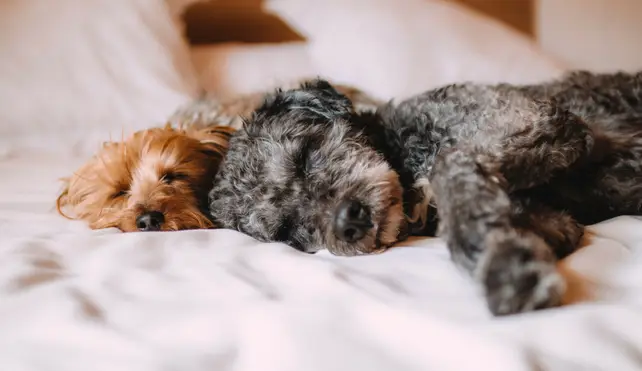 Pet Friendly: hotéis de luxo de portas abertas aos animais