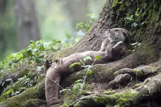 Gaia em família: partir à descoberta de bichos, aromas e sabores