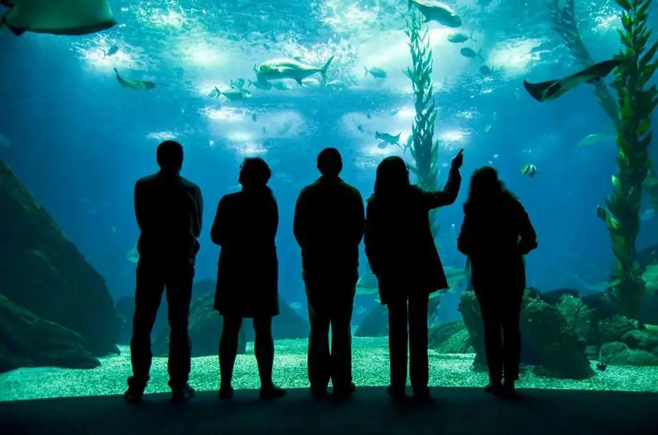 Passeio em família: 20 mil léguas submarinas