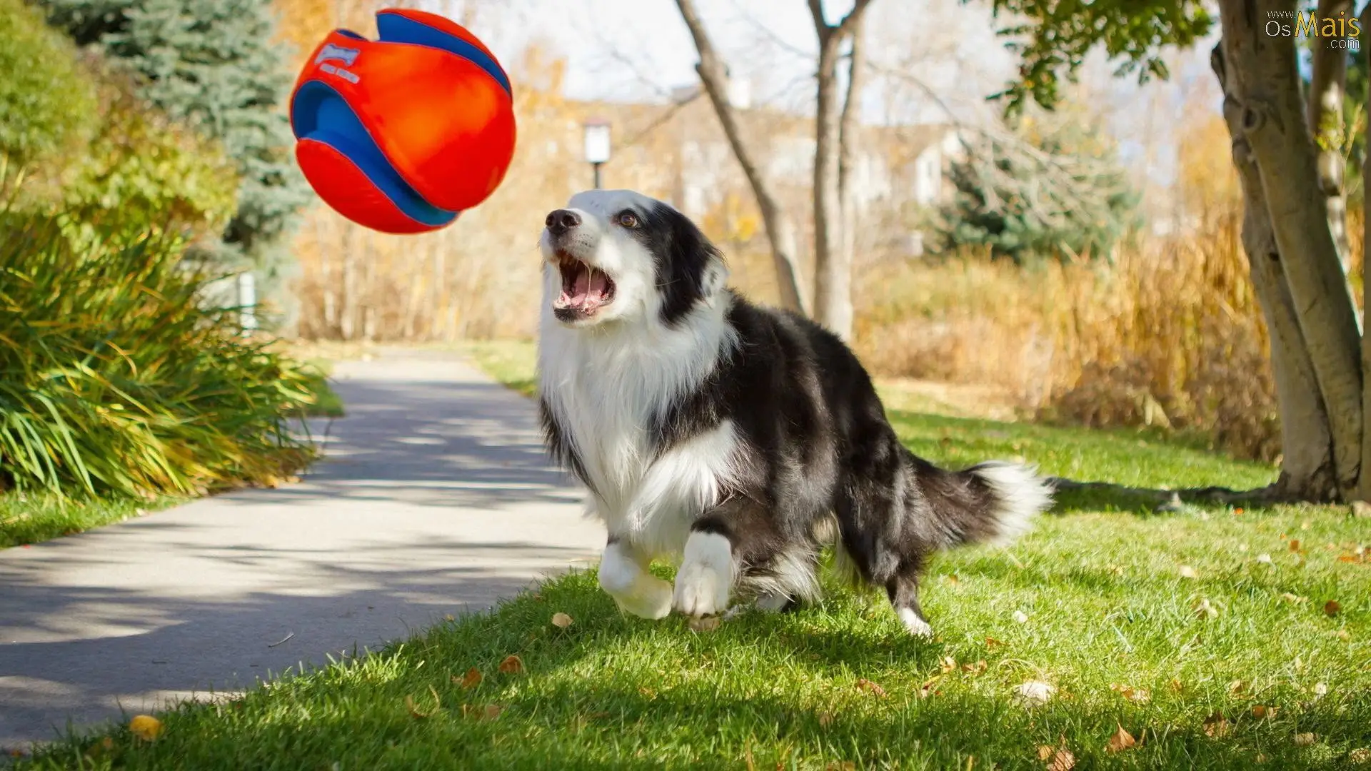 Algarve: hotéis onde os animais de estimação (também) são bem-vindos