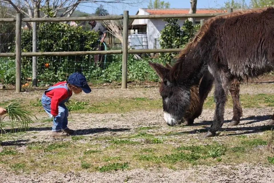 Em família: Quintas pedagógicas para brincar no campo... em Lisboa