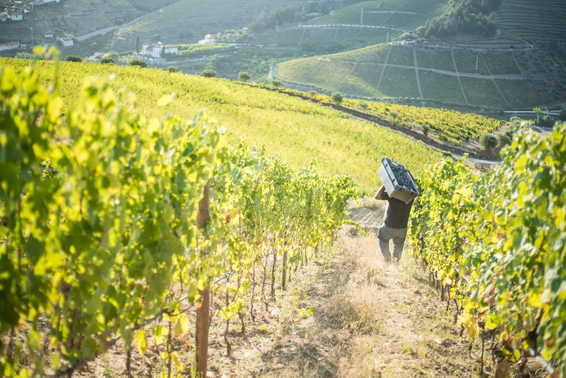 Vindimas no Douro: Pé no lagar e mão no copo