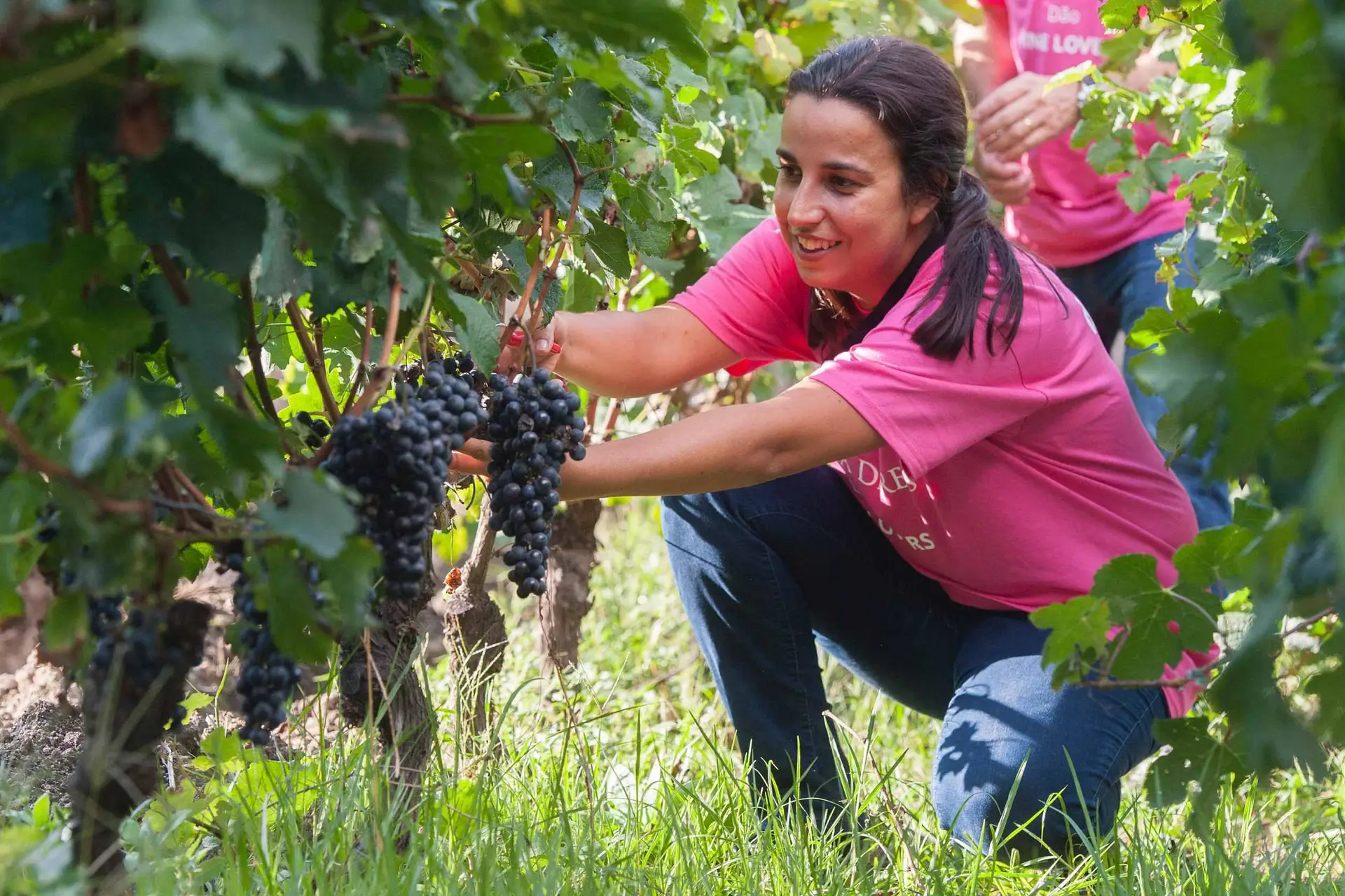 Ergam-se os copos, as vindimas já começaram!