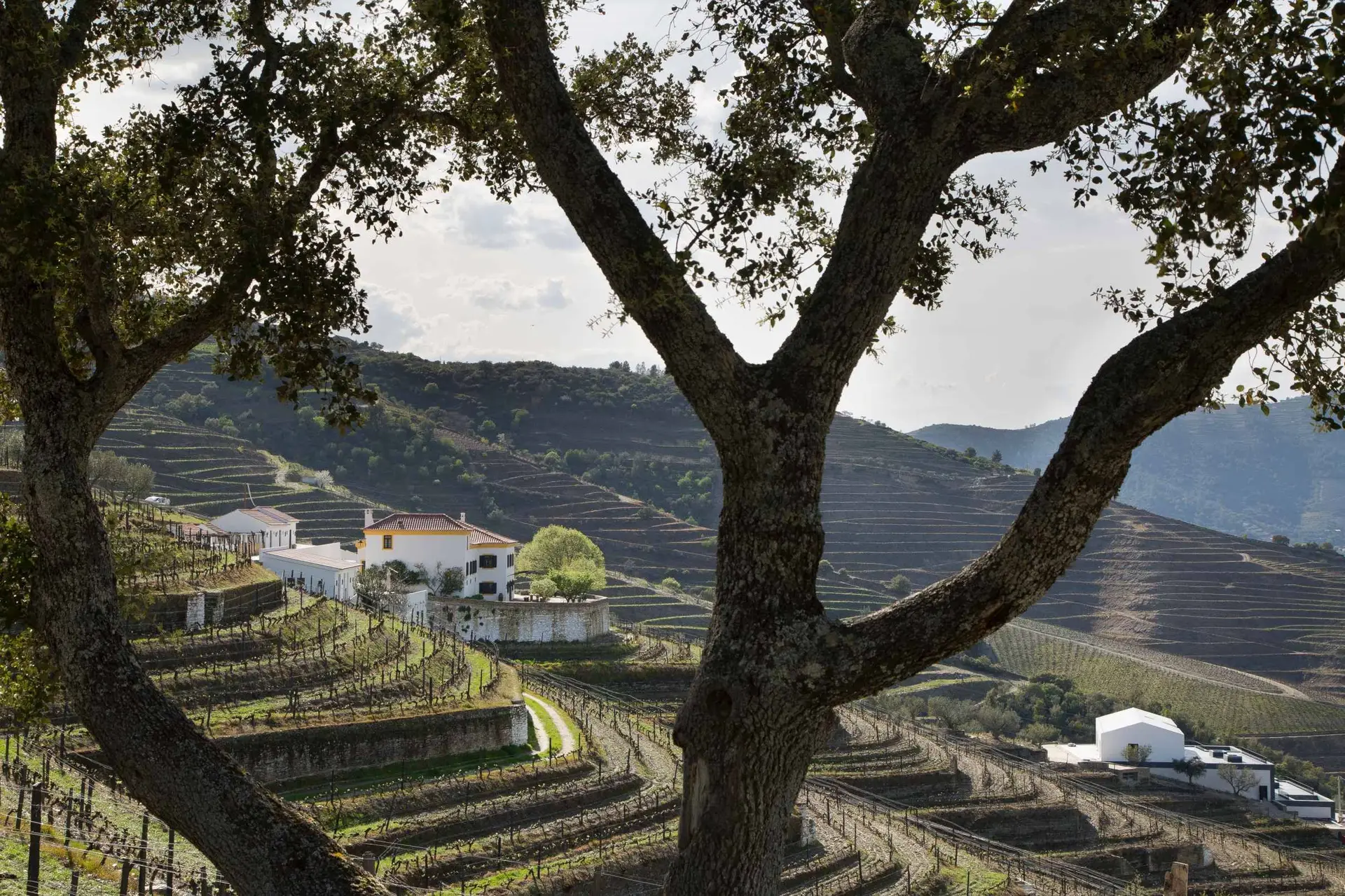 Quinta da Côrte: Descanso de rei entre as vinhas do Douro