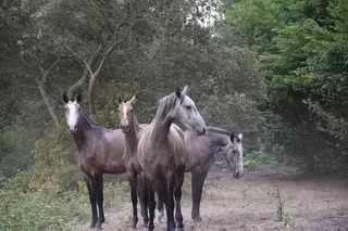 Granja Abbatiale: Conhecer o berço dos puro-sangue lusitanos em Alcobaça