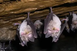 Passeio verde: Vestir a pele de um morcego e outras aventuras no Carsoscópio de Alcanena