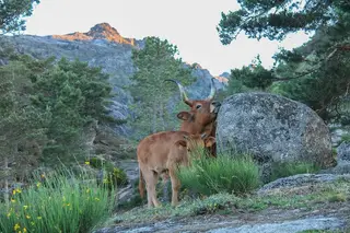 Passeio verde: Descobrir a terra e as gentes no Ecomuseu do Barroso