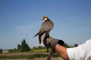 Passeio em família: Aves de rapina na Falcoaria Real