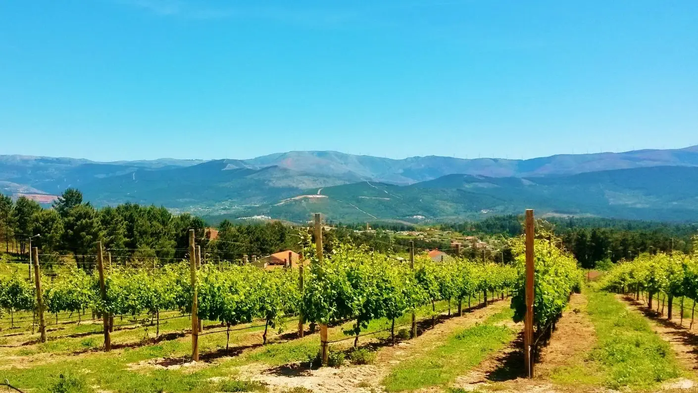 Vinho Verde: Os melhores de 2018 estão de olhos postos no futuro