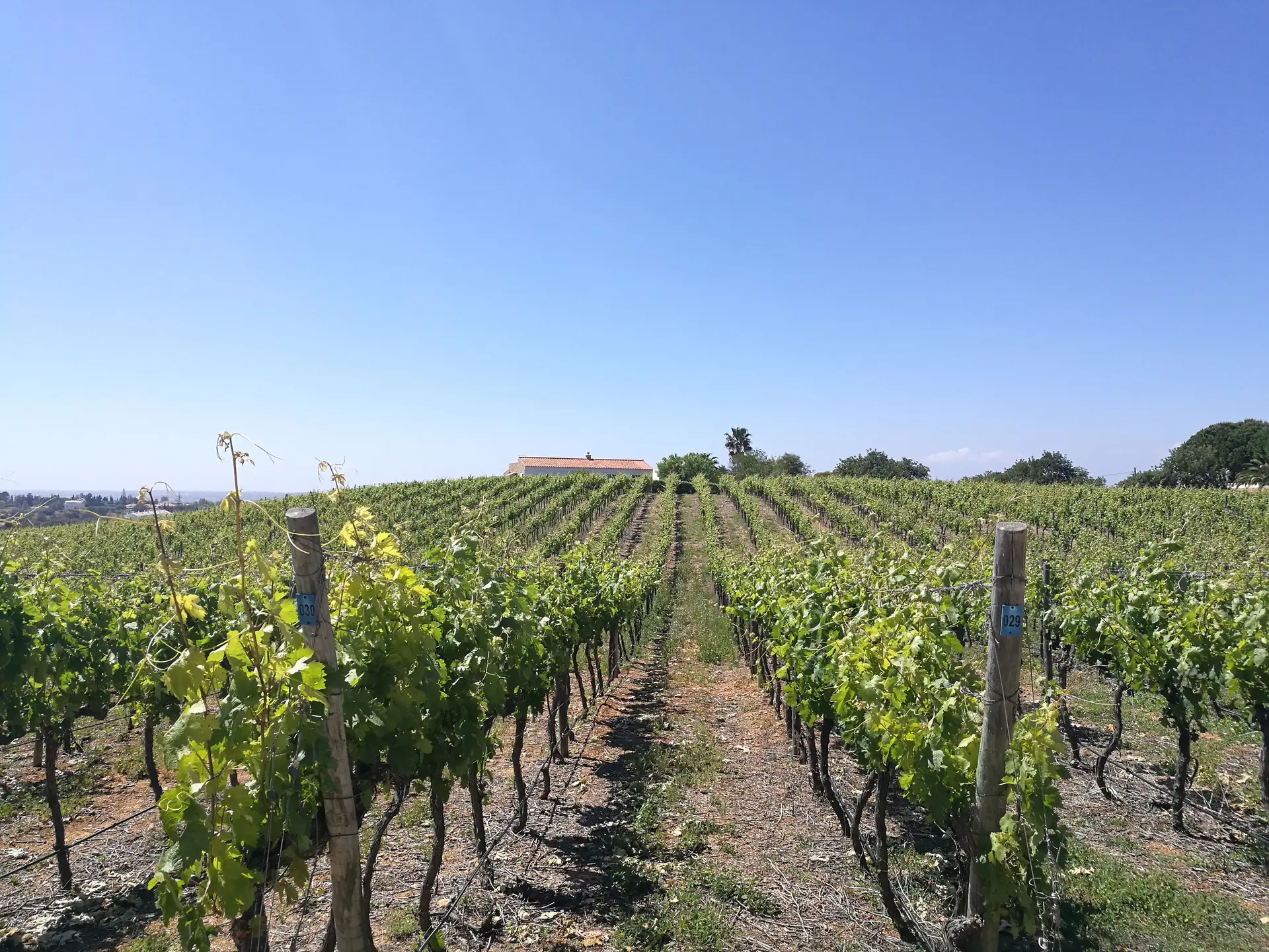 O Algarve do sol, da alfarroba... e de vinhos premiados