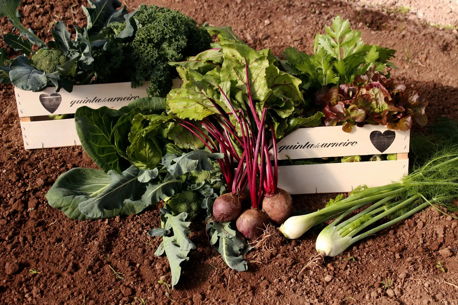 Biológico com amor ou da horta para a mesa na Quinta do Arneiro
