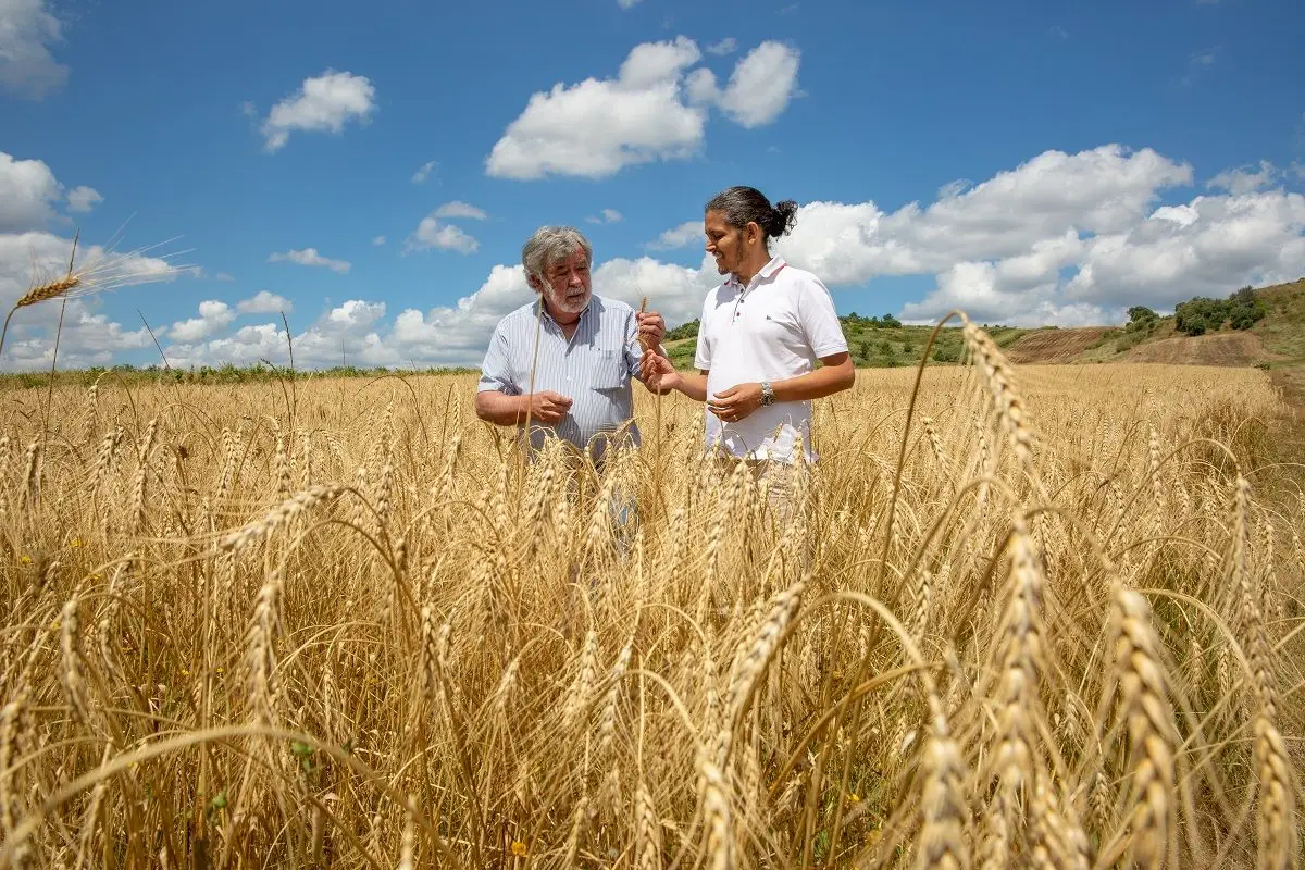 As novas pizzas do Il Mercato são de cereais portugueses resgatados da extinção