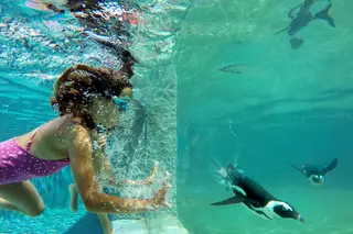 Passeio em família: Nadar com pinguins no Zoo de Lagos