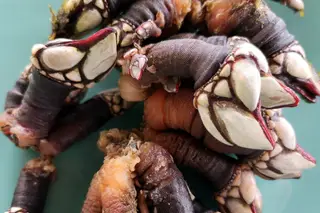 Perceve, percebe ou perceba? Tire as dúvidas no Festival de Vila do Bispo