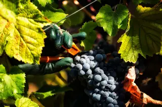 É tempo de vindimar: colheitas no Alentejo abertas ao público