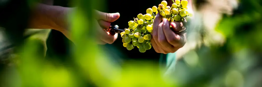 Da colheita à pisa da uva: 11 programas para ir vindimar