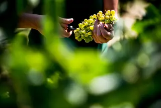 Da colheita à pisa da uva: 11 programas para ir vindimar