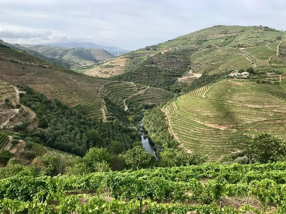 Passeio Verde: Descobrir o Douro a pé em época de vindimas