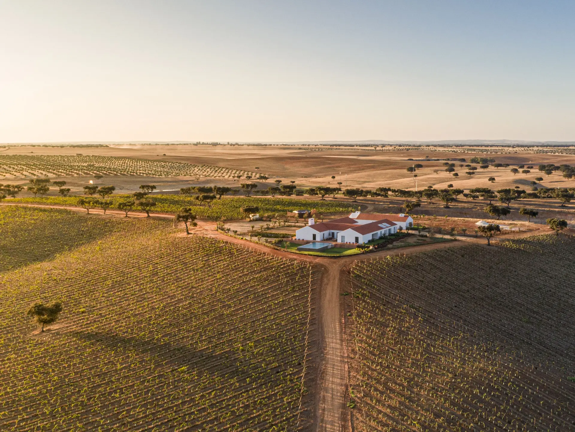 Vinho solidário: quando os produtores decidem ajudar em tempos de crise!