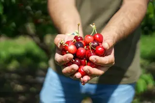 Da Beira Interior para sua casa, as cerejas do Fundão chegam em cabazes, receitas e conversas