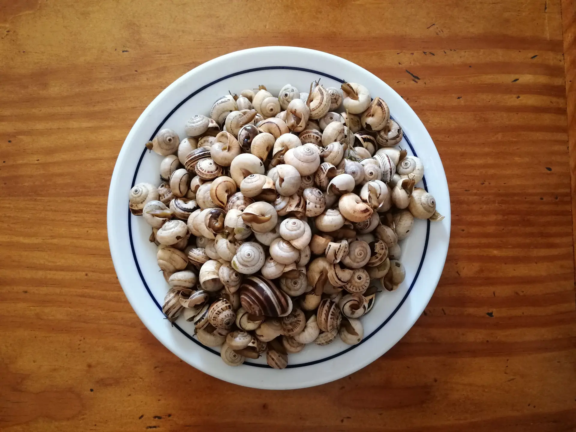 Na esplanada, ao balcão ou em take-away chegou a época dos caracóis