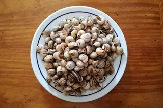 Na esplanada, ao balcão ou em take-away chegou a época dos caracóis