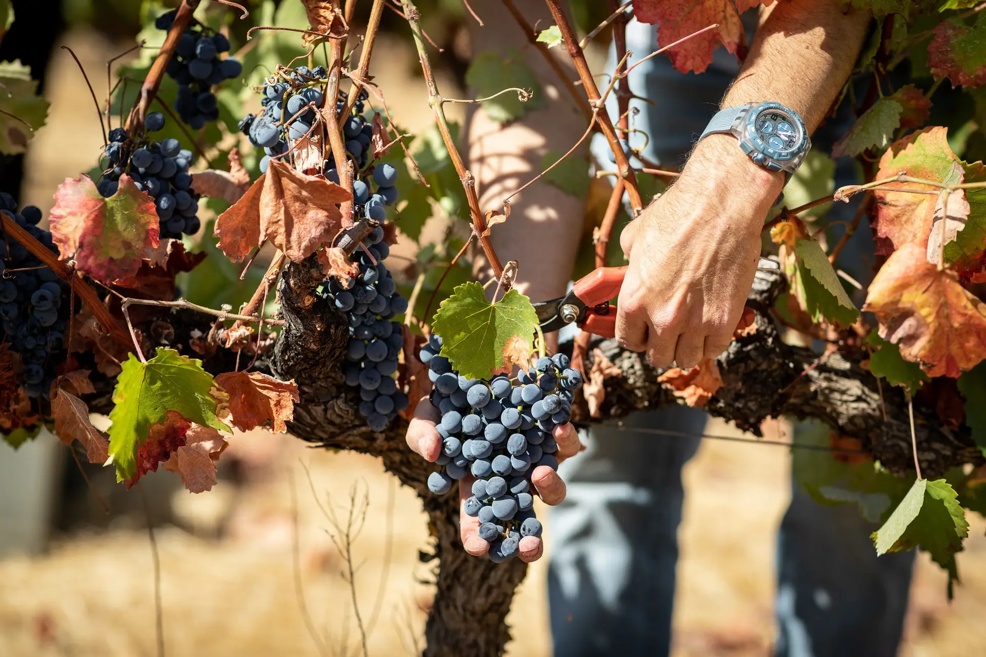 Apanhar a uva, conhecer a adega e beber o vinho: Sete programas de vindimas para fazer em setembro