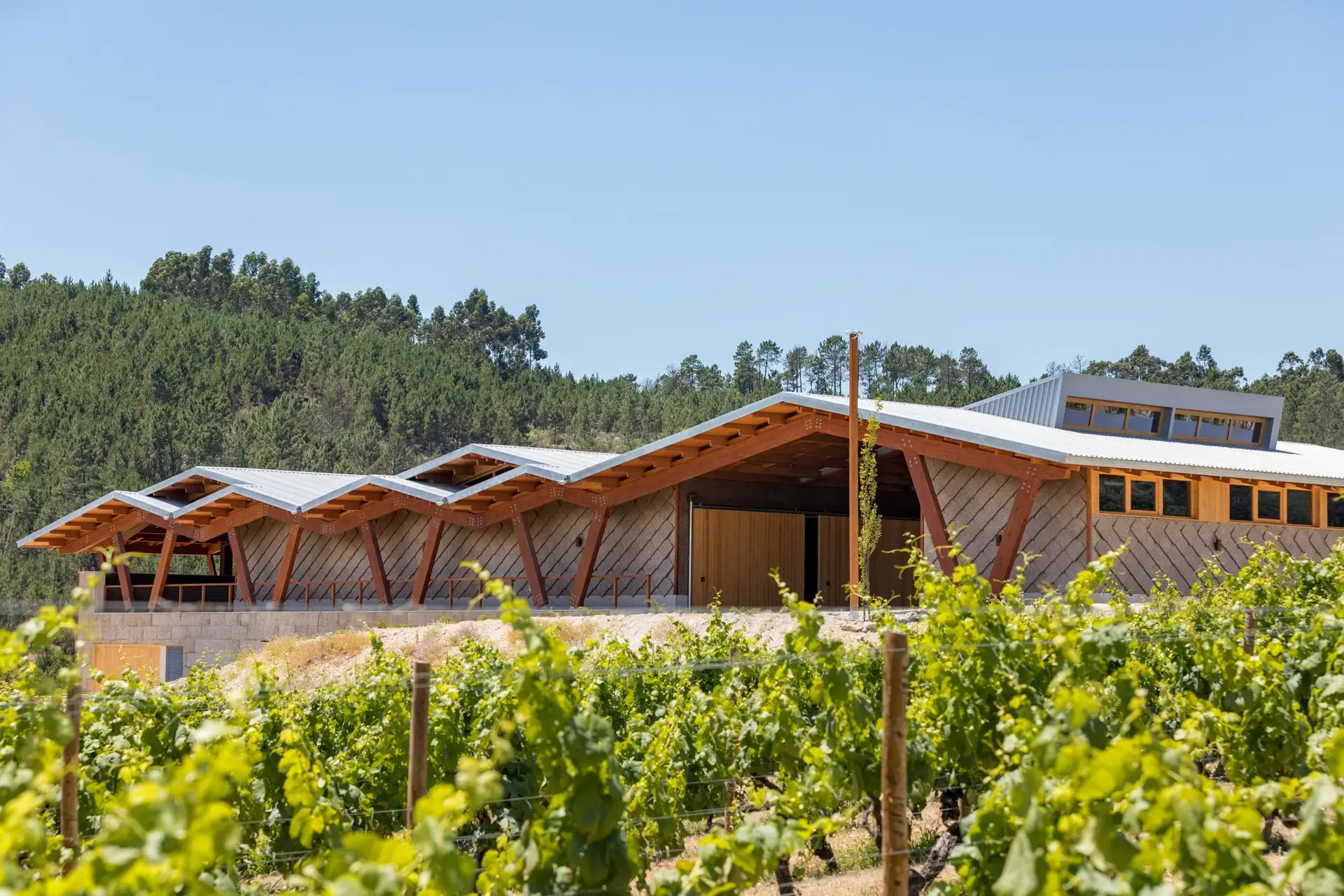Enoturismo no Centro: Descobrir os aromas da região entre vinhas, adegas e histórias
