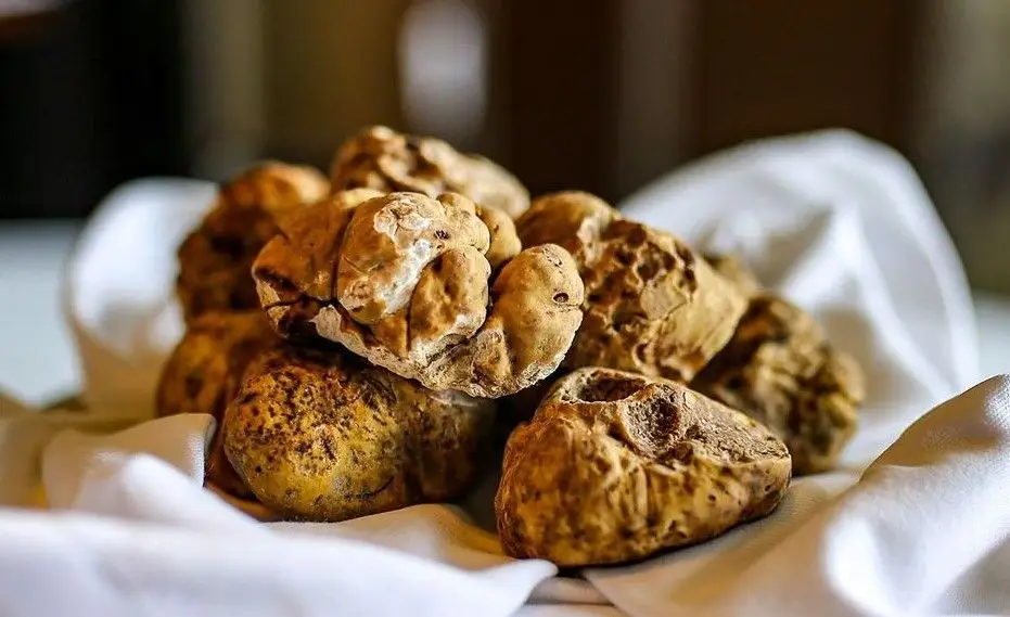 Começou a época: trufas brancas de Alba já chegaram ao restaurante Eleven