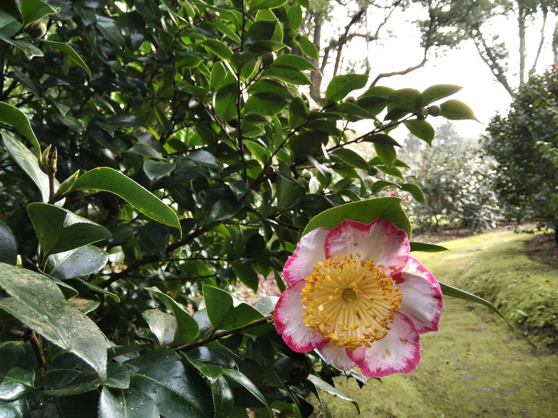 Visitas guiadas mostram o admirável e belo mundo das camélias do Parque Terra Nostra