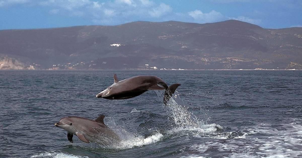 Observação de golfinhos na entrada do estuário do Sado vai ser proíbida em agosto