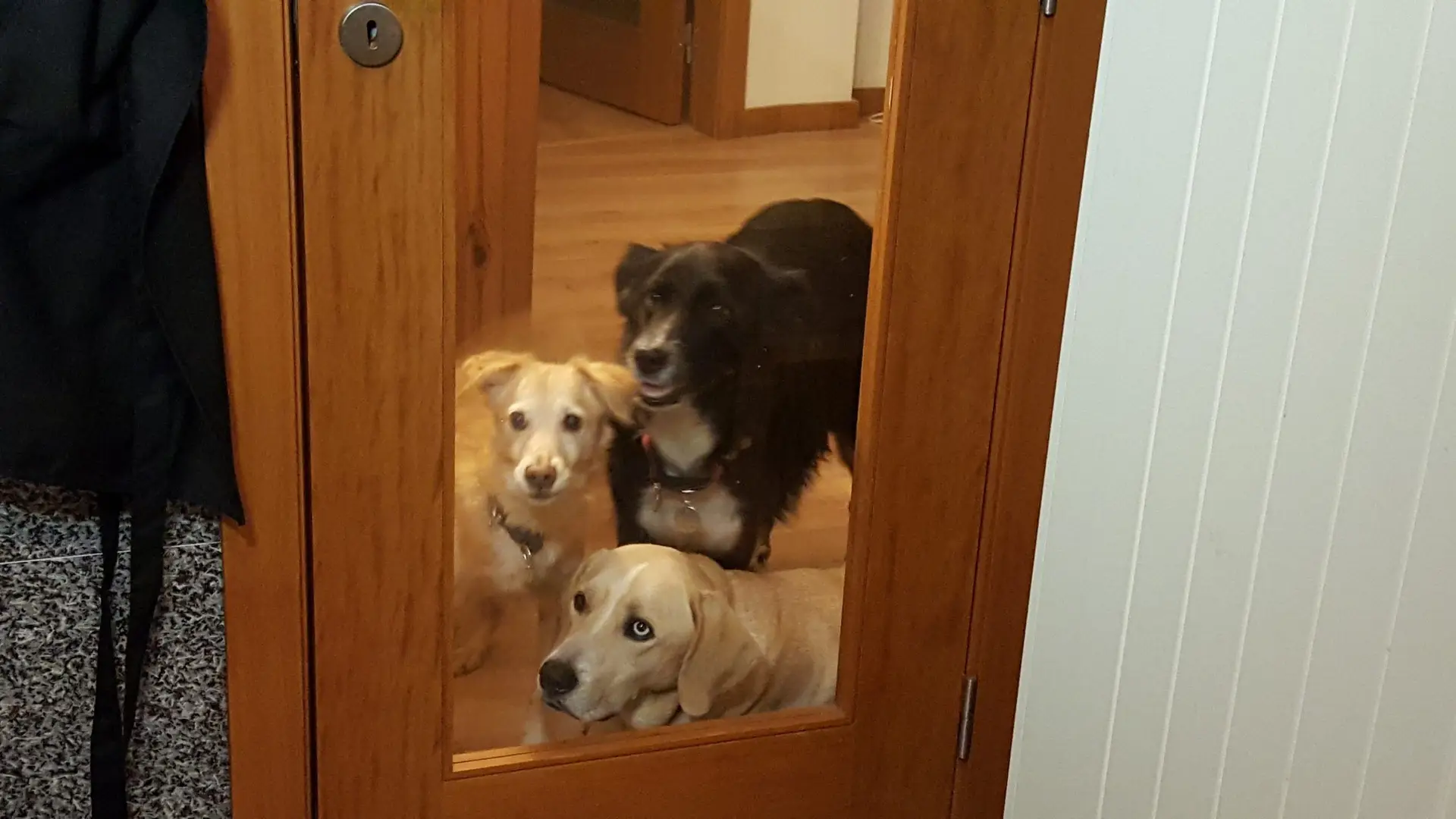 O melhor (mais barato) para os nossos animais de estimação