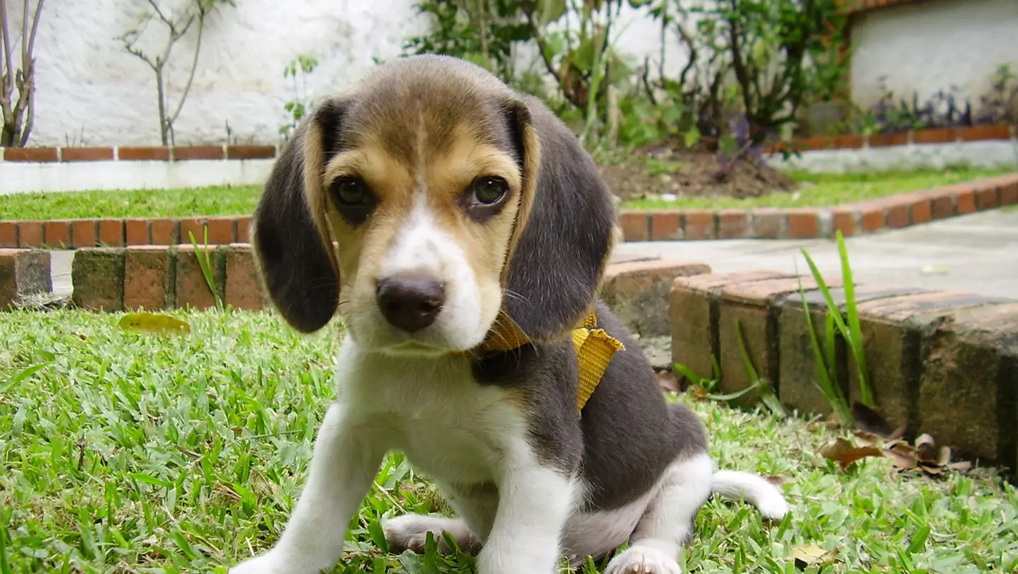 VÍDEO – Como dar o melhor aos nossos animais sem gastar tanto