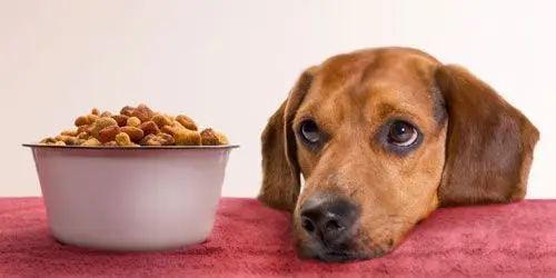 Lojas online para comprar (mais barato) ração para animais