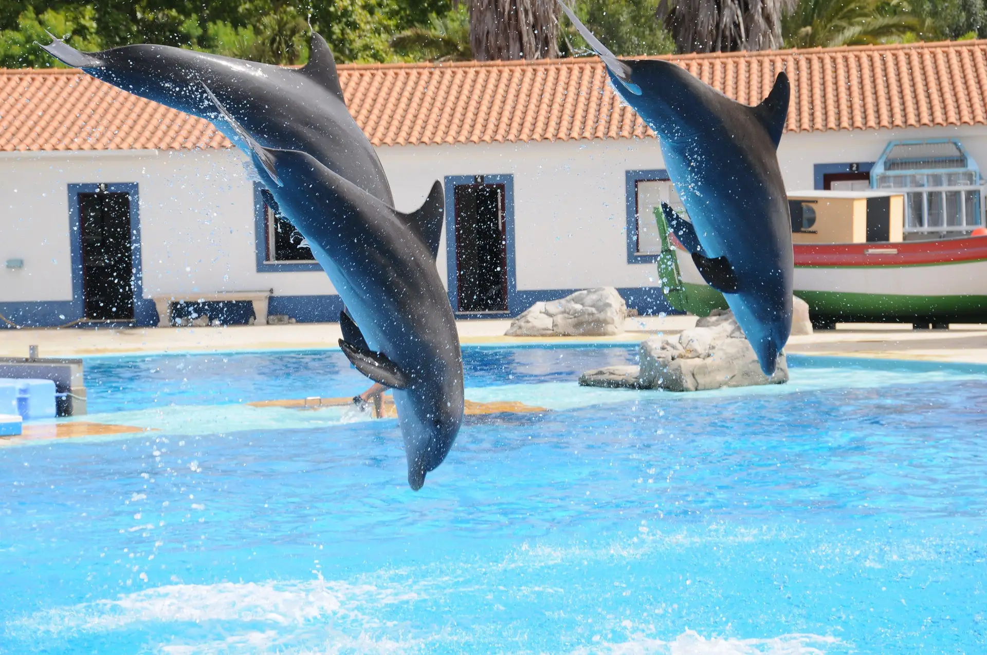 Ir ao Zoo GRÁTIS sempre (e outros descontos)