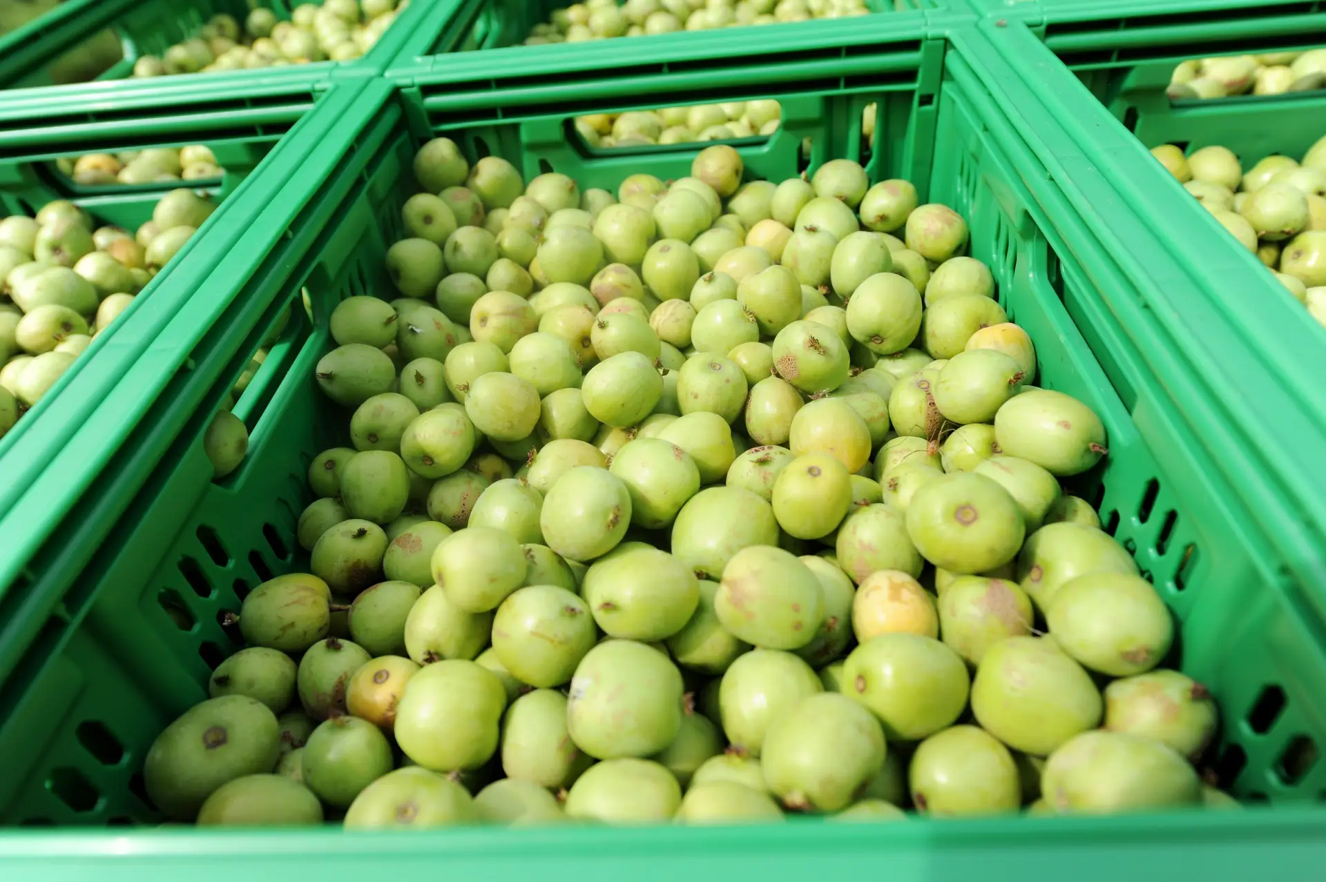 Em termos nutricionais, os kiwis bebés não ficam atrás dos normais