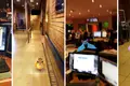 O Pokémon Go já cá está. Não estranhe se vir coisas esquisitas na rua
