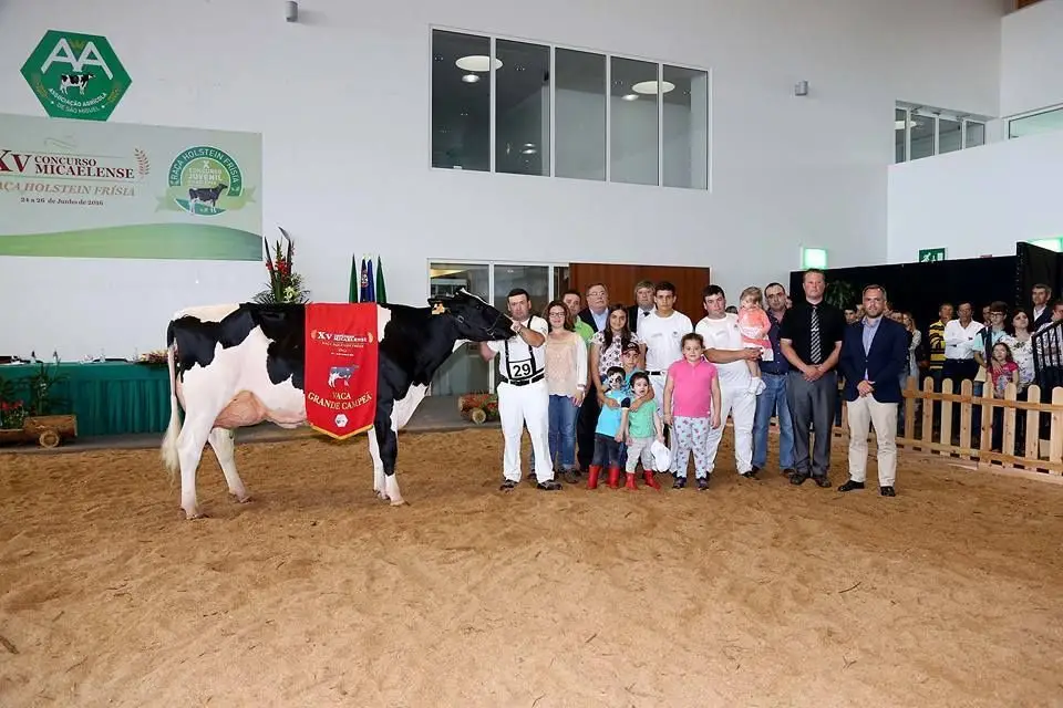 A Irina, tem quatro anos, produz 50 litros de leite por dia e é a melhor vaca leiteira dos Açores