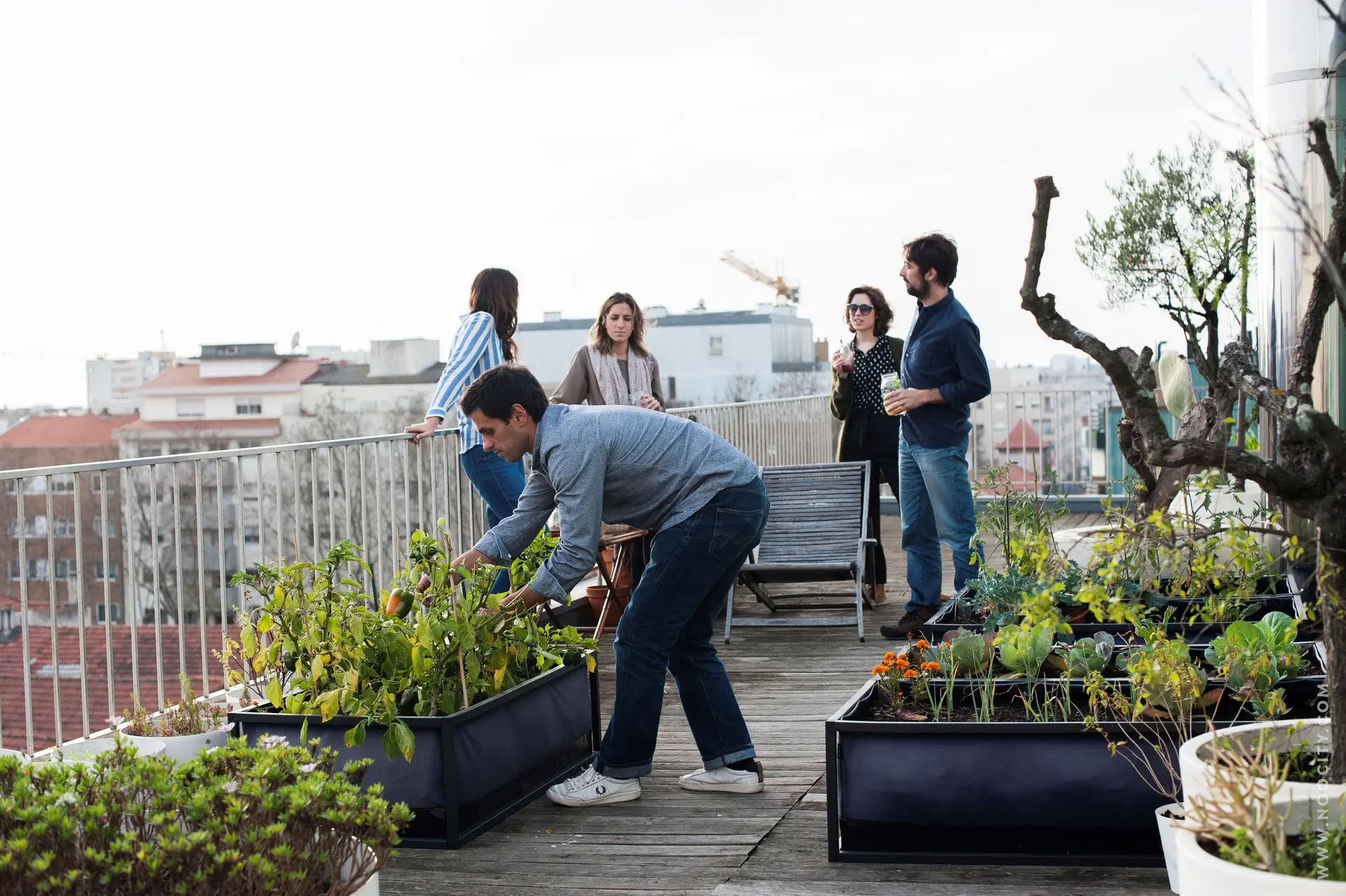 Como o nome indica, a 'growbed' é uma cama para hortícolas e aromáticas se desenvolverem numa varanda, terraço ou outro espaço disponível