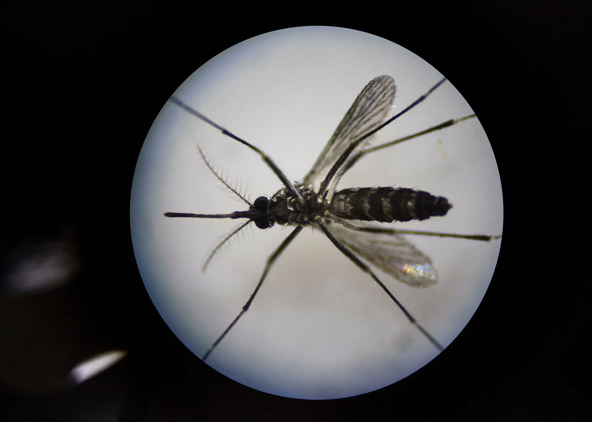Pesquisa identifica vírus zika no banal pernilongo
